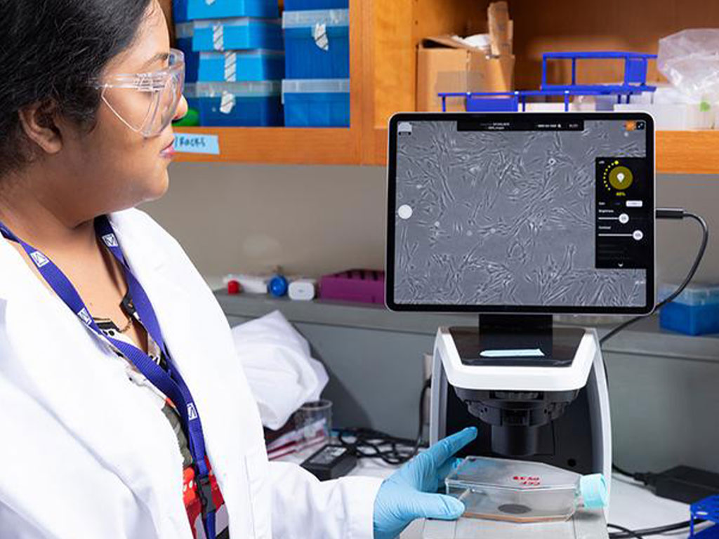 Jhinuk Saha, a postdoctoral fellow in the FAMU-FSU College of Engineering, observes astrocytes under a microscope in a lab at the National High Magnetic Field Laboratory. Astrocytes are cells that regulate brain homeostasis and lipid metabolism. Their dysregulation contributes to neurodegenerative pathways, where toxic amyloid‑beta interactions disrupt cellular function, drive neuroinflammation and accelerate damage in Alzheimer’s disease.